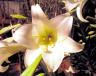 Easter Lily