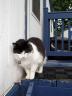 Squimmy on the Porch