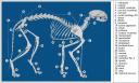 Cat Skeleton 1