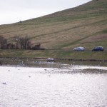Swans-nest-on-Dunsappie-web