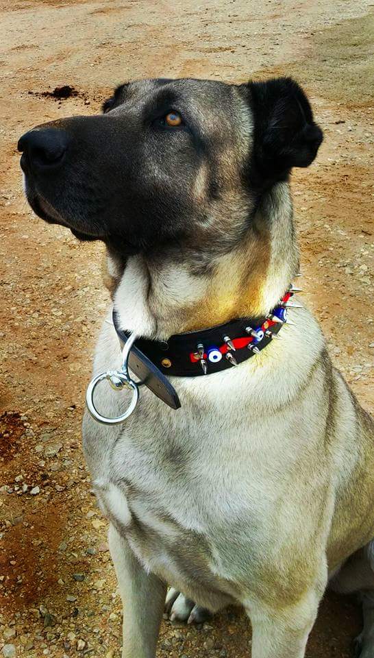 ArgusStuddedCollar