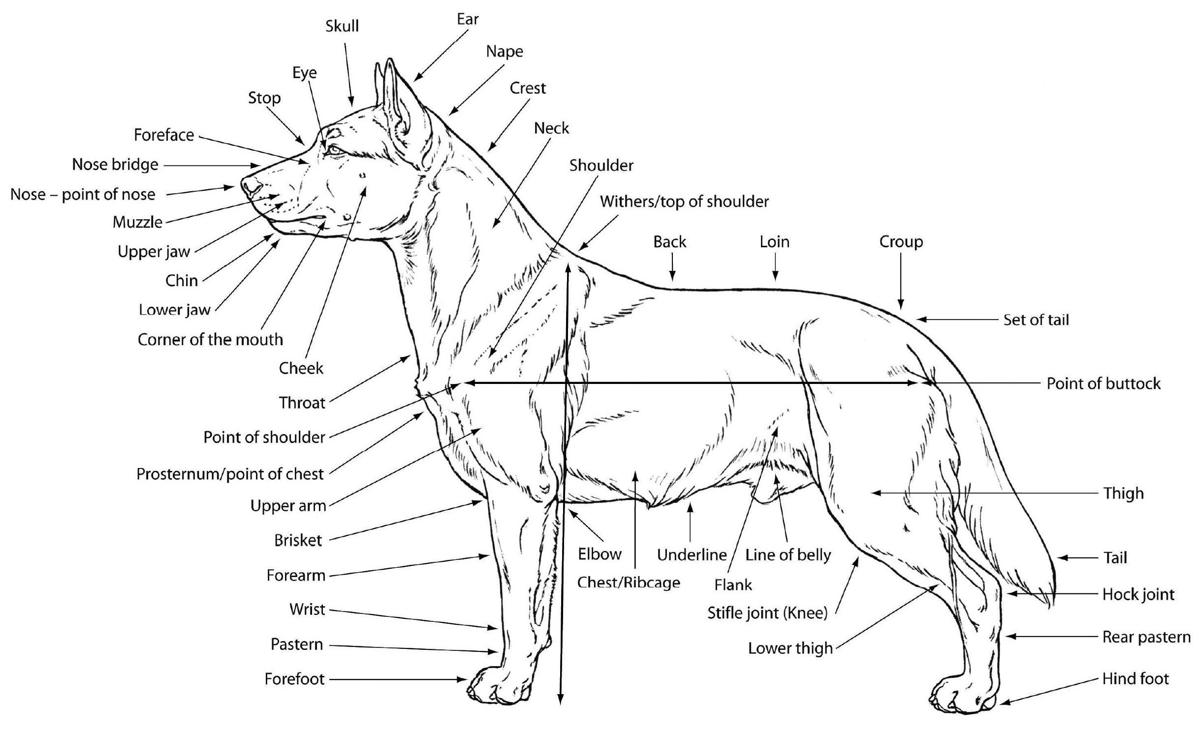 M  Douglas Wray  Dog Anatomy