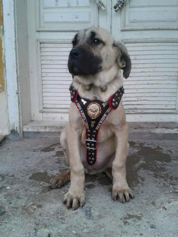 yilmaz_askan_06