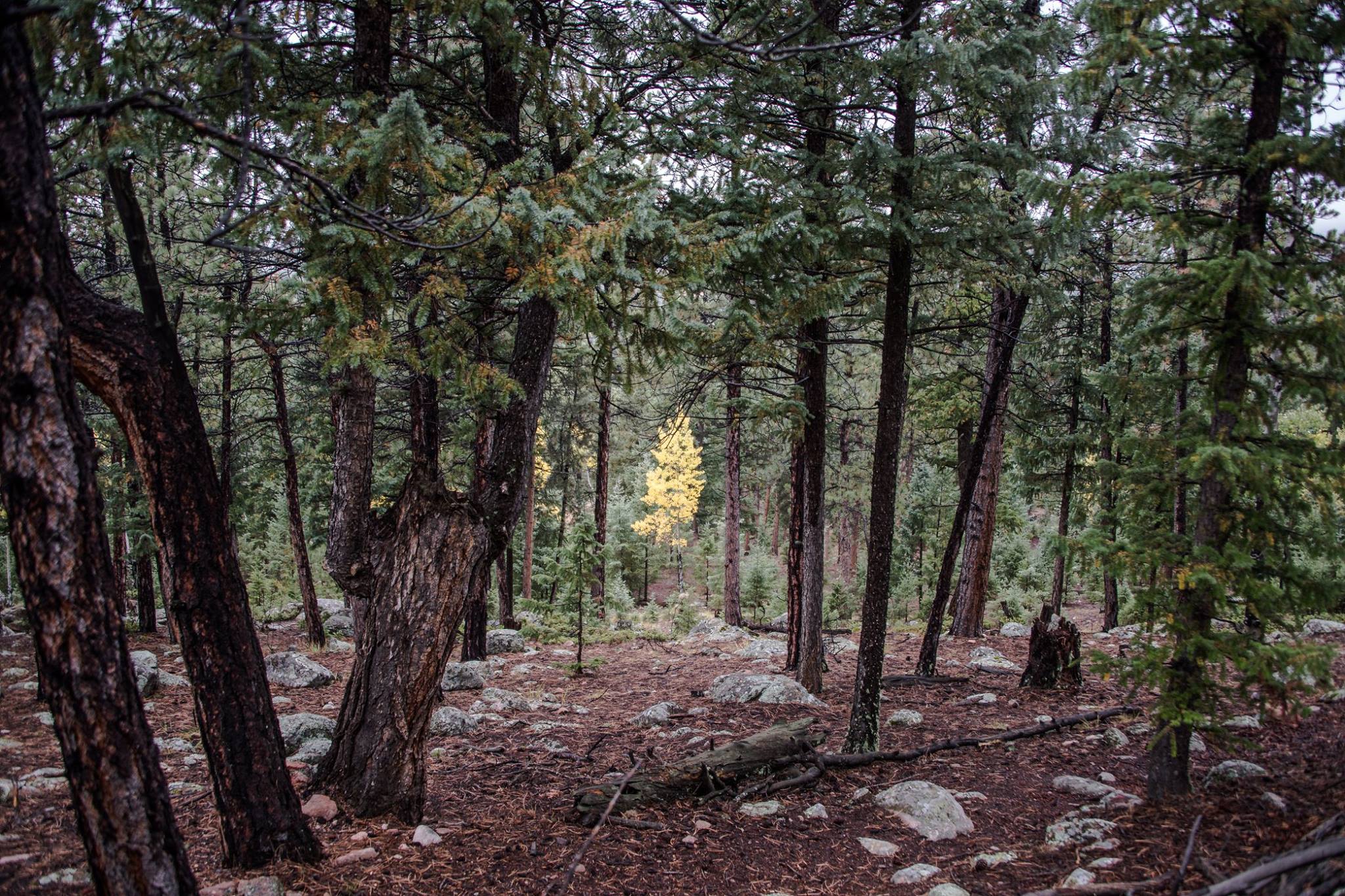 The Tree Which Stands Alone