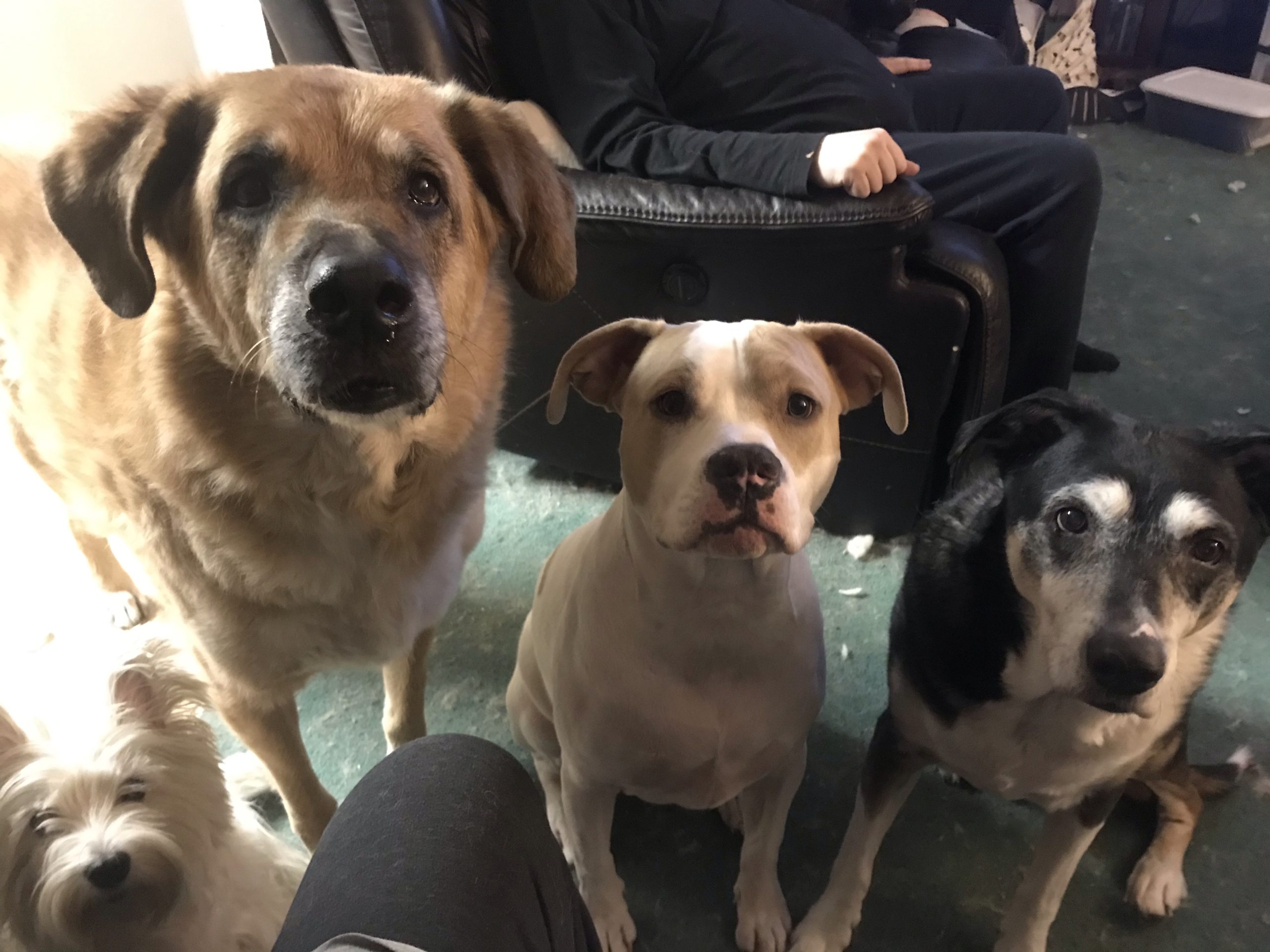 Wray - Our Pack